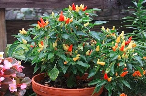 10 LOẠI TRÁI CÂY VÀ RAU QUẢ BẠN CÓ THỂ TRỒNG TRONG NHÀ