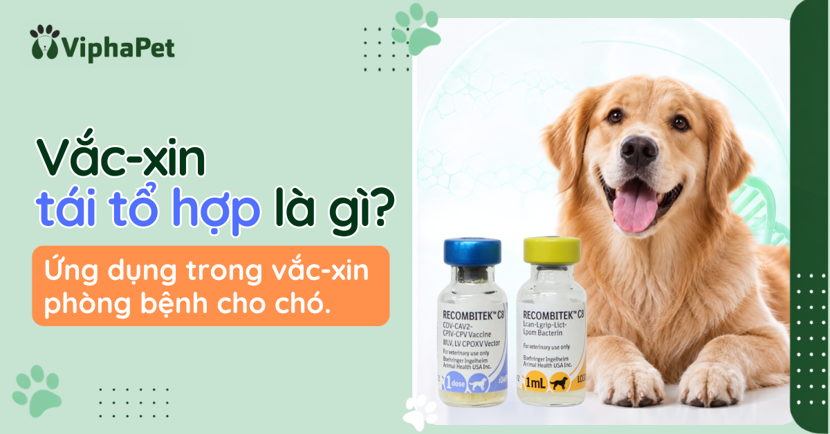 Vắc-xin tái tổ hợp là gì? ứng dụng trong vắc-xin cho chó