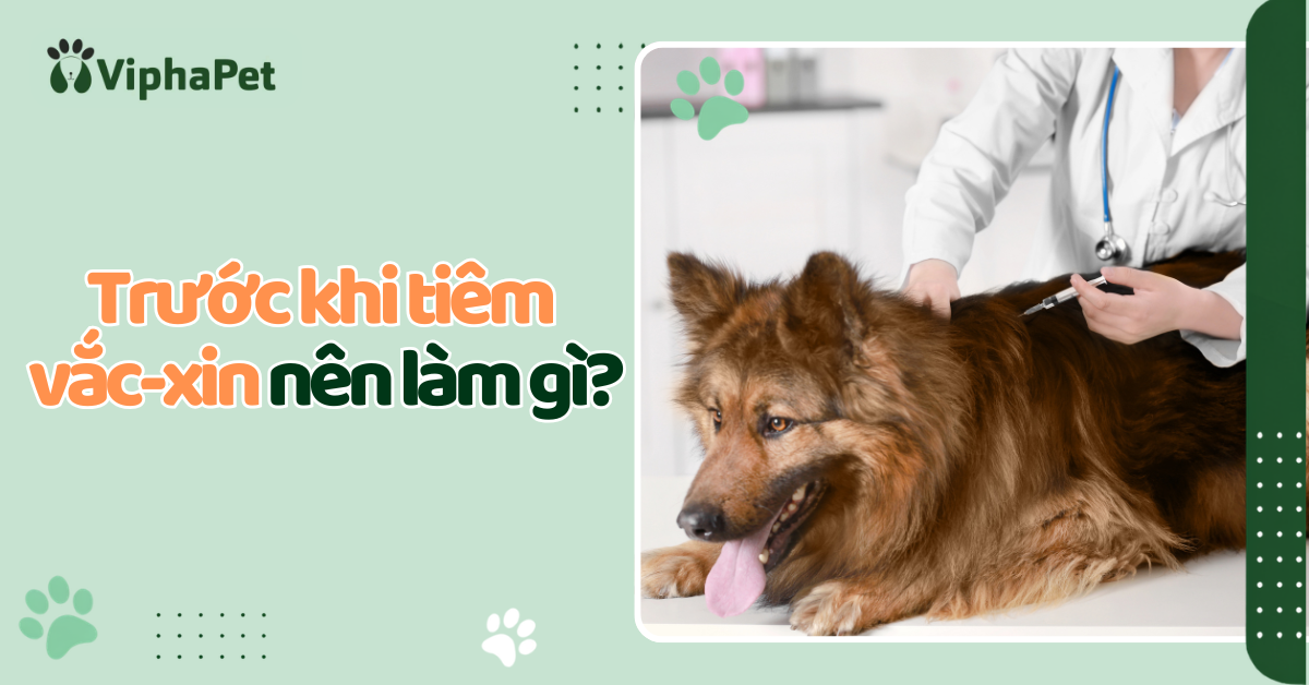 Trước khi tiêm vắc-xin chó nên làm gì?