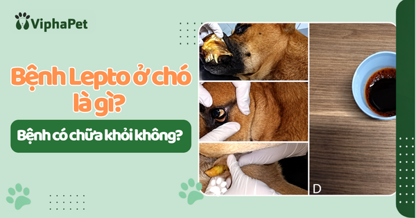 Bệnh Lepto ở chó là gì? Bệnh có chữa khỏi không? Dấu hiệu, đường lây truyền, cách phòng