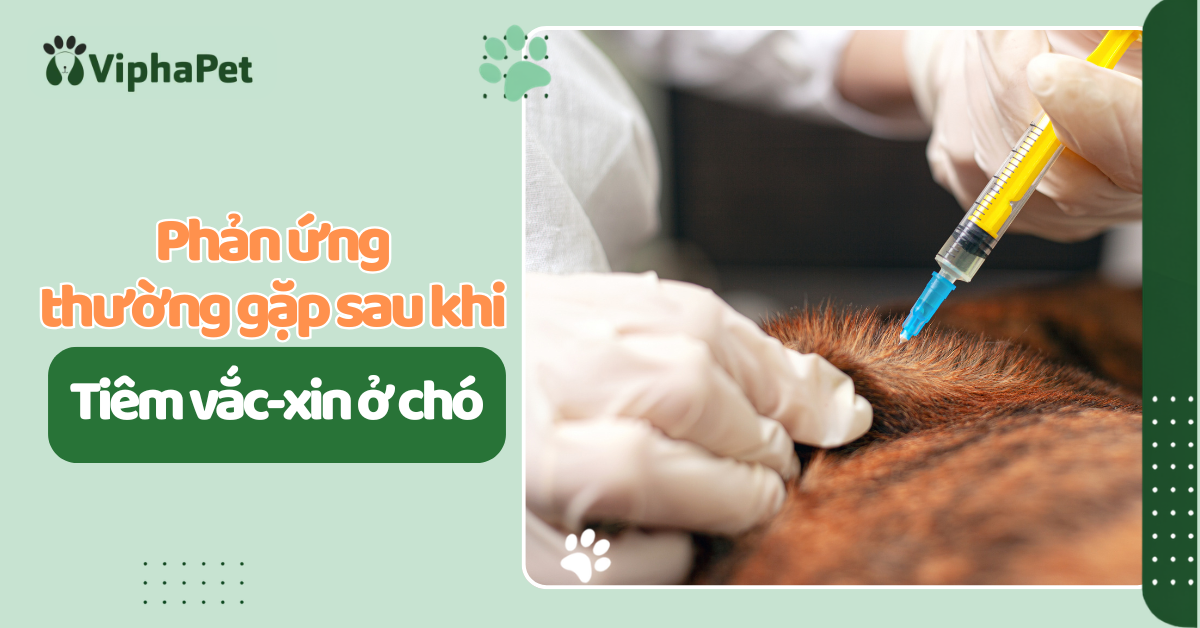 Phản ứng sau khi tiêm vắc-xin ở chó: Dấu hiệu thường gặp và khi nào cần đi khám?