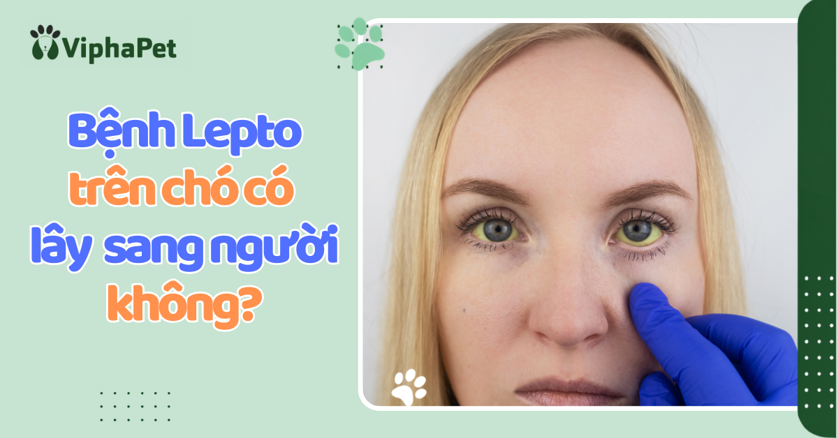 BỆNH LEPTO Ở CHÓ CÓ LÂY CHO NGƯỜI KHÔNG? CÁCH PHÒNG LÂY TỪ CHÓ SANG NGƯỜI