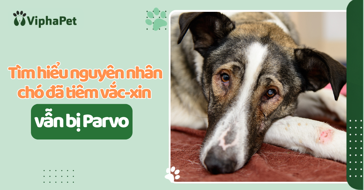 Chó đã tiêm vắc-xin vẫn bị Parvo? 7 nguyên nhân chủ nuôi cần biết