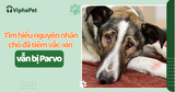 Chó đã tiêm vắc-xin vẫn bị Parvo? 7 nguyên nhân chủ nuôi cần biết