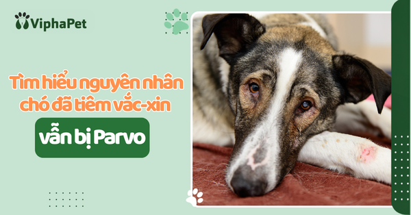 Chó đã tiêm vắc-xin vẫn bị Parvo? 7 nguyên nhân chủ nuôi cần biết