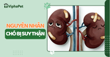 NGUYÊN NHÂN CHÓ BỊ SUY THẬN