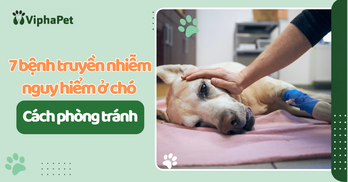 7 bệnh truyền nhiễm nguy hiểm ở chó và cách phòng tránh