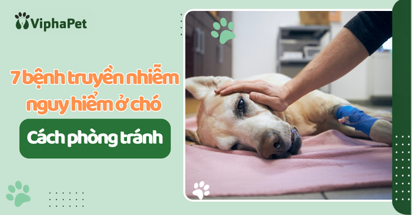 7 bệnh truyền nhiễm nguy hiểm ở chó và cách phòng tránh