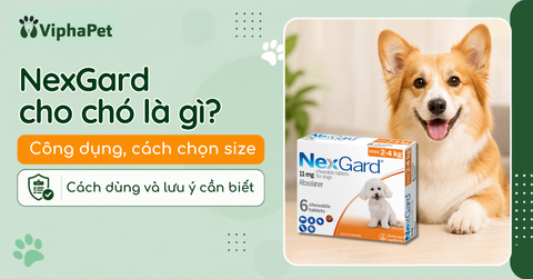 NexGard cho chó là gì? Tác dụng, cách chọn size, cách dùng và lưu ý cần biết