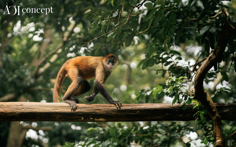 1992 mệnh gì? hợp màu gì, hướng nào và hợp tuổi nào?