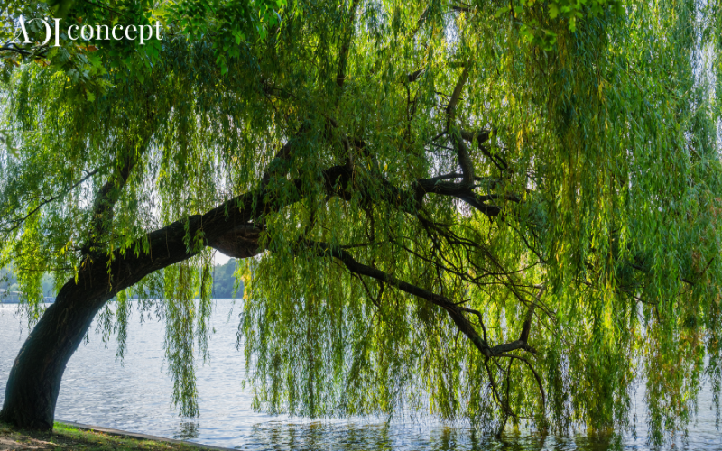 2002 mệnh gì? Hợp màu gì và hướng nào giúp thu hút may mắn tài lộc