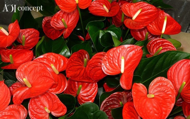 Mệnh Hỏa hợp cây gì? Top cây phong thủy, cây để bàn, cây may mắn, cây tài lộc