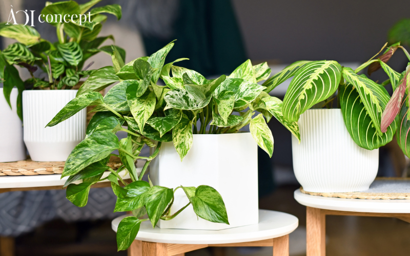 Mệnh Thủy hợp cây gì? Danh sách cây phù hợp phong thủy