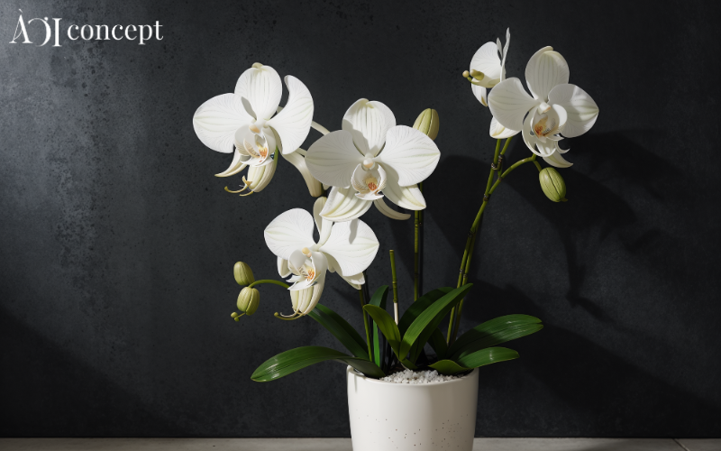 Mệnh Thủy nên trồng cây gì trước nhà hợp phong thủy?