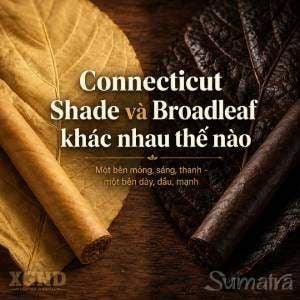 Connecticut Shade và Broadleaf khác nhau thế nào