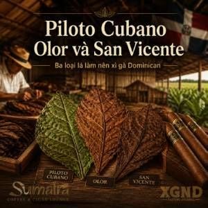 Piloto Cubano Olor San Vicente trong xì gà Dominican