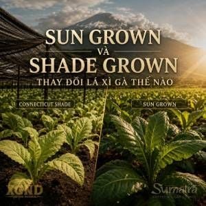 Sun Grown và Shade Grown thay đổi lá xì gà thế nào