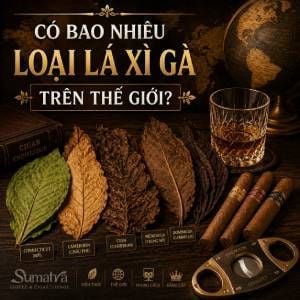 Có bao nhiêu loại lá xì gà trên thế giới