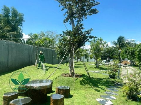 Hoàn thiện cảnh quan sân vườn anh Nguyên 1.500 m² tại Bến Lức, Long An