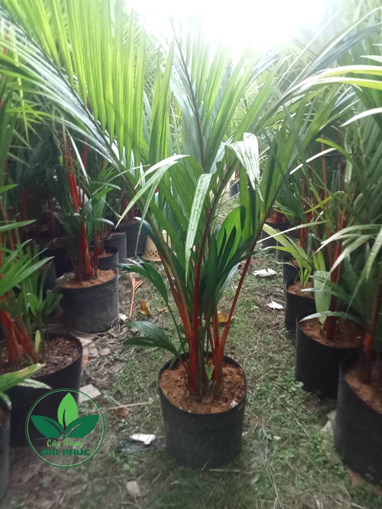 cây cau đỏ