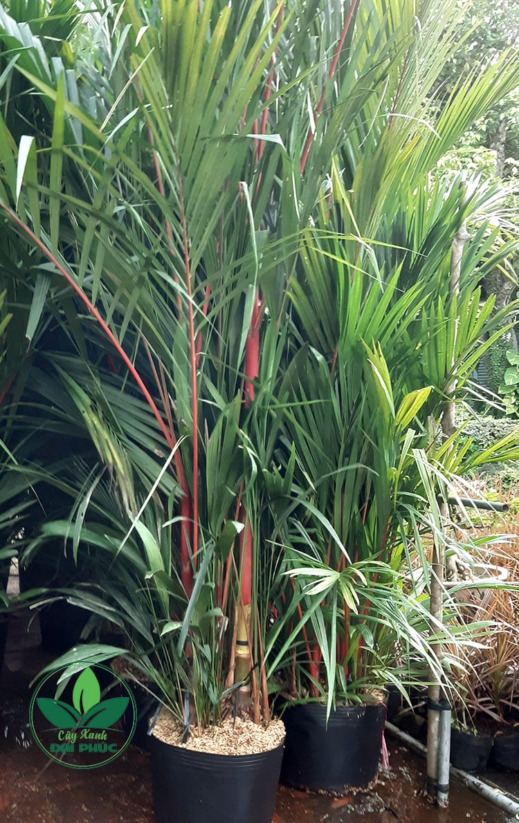 cây cau đỏ