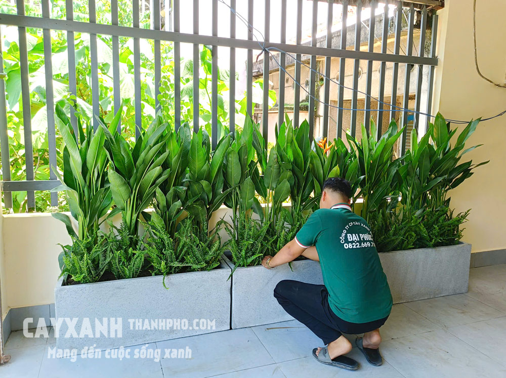 Cây trồng chậu nội thất