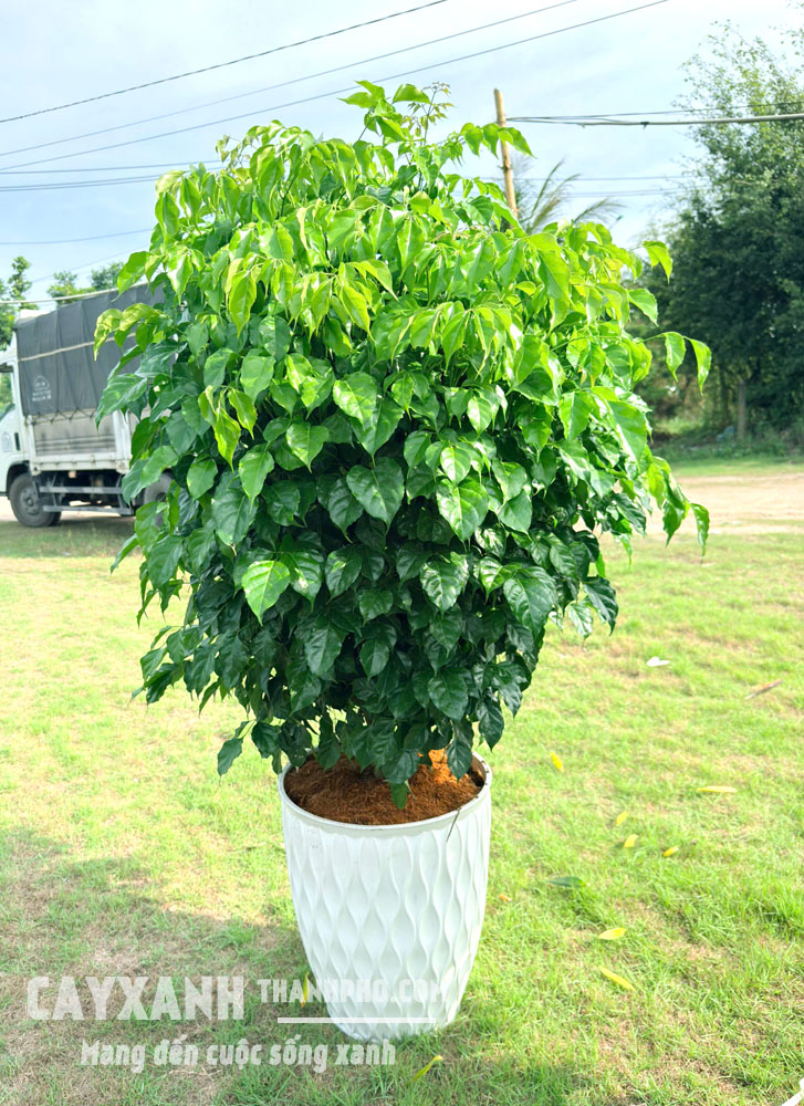 Cây Hạnh Phúc