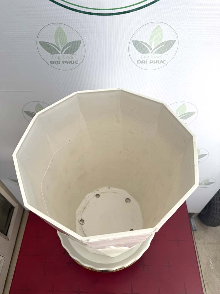 chậu nhựa trồng cây