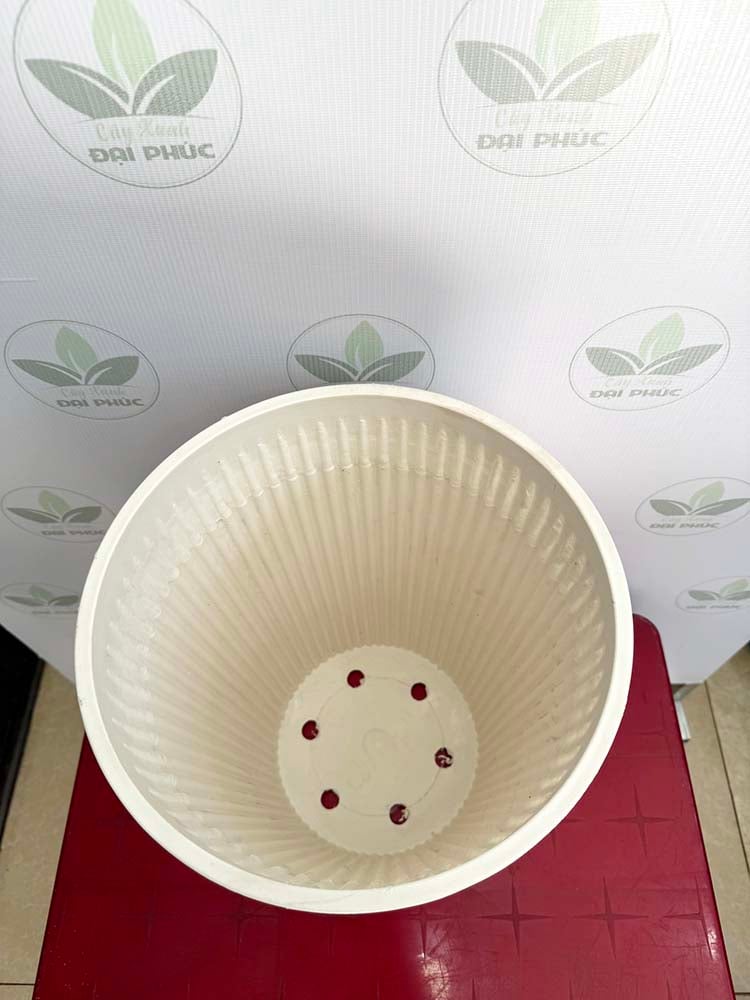 chậu nhựa trồng cây