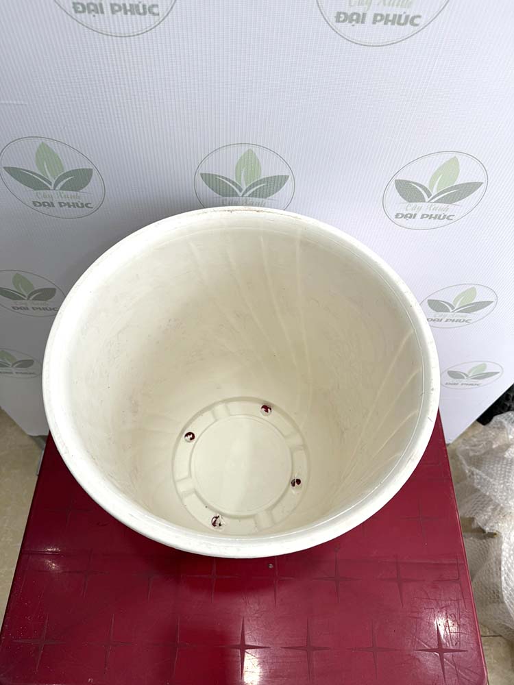 chậu nhựa trồng cây