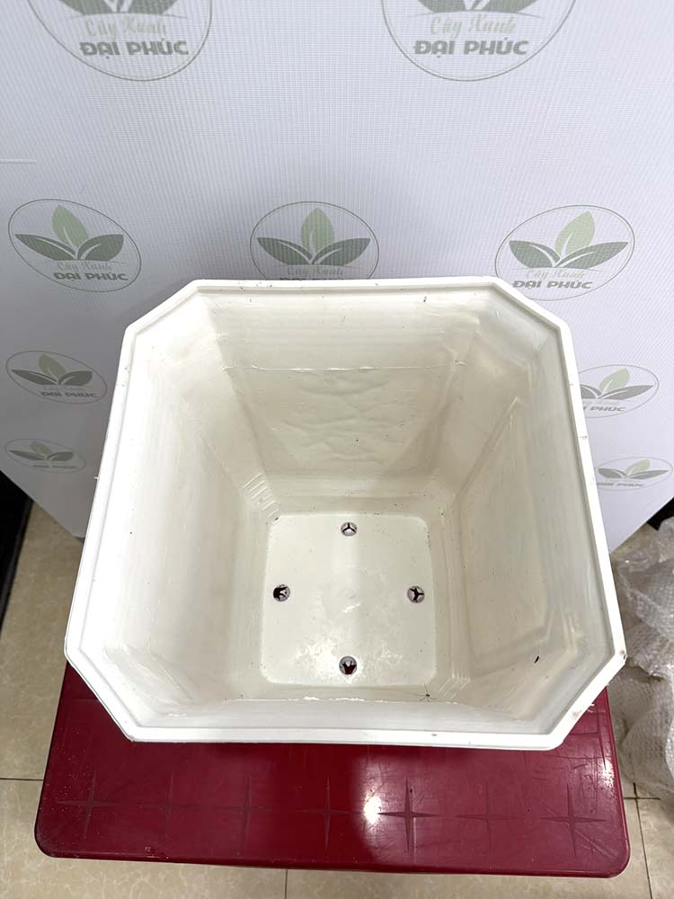 chậu nhựa trồng cây