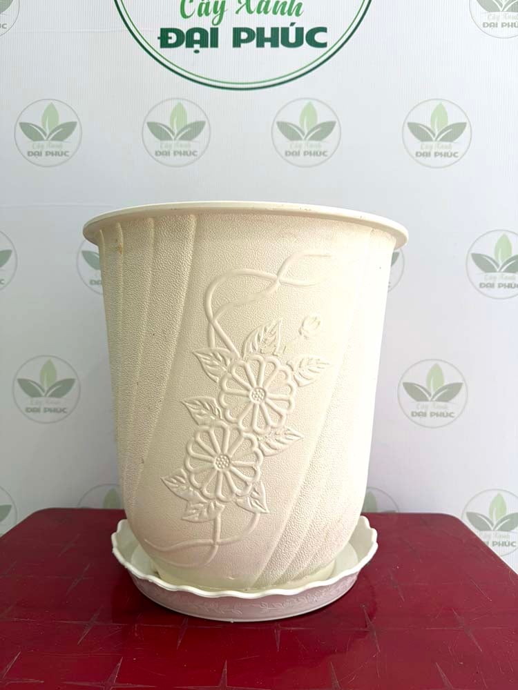 chậu nhựa trồng cây