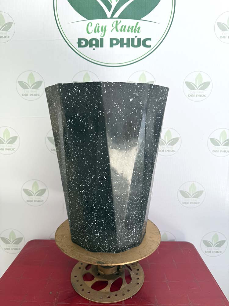 chậu nhựa trồng cây