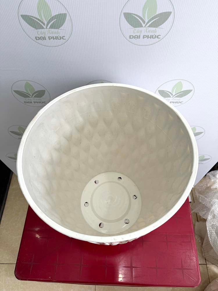 chậu nhựa trồng cây