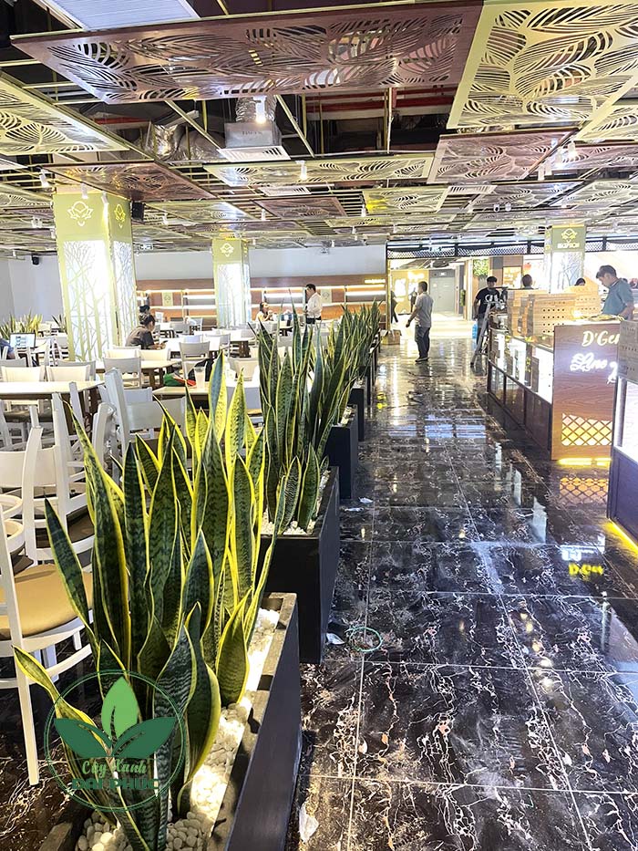 chậu xi măng đá mài chữ nhật dài 80cm