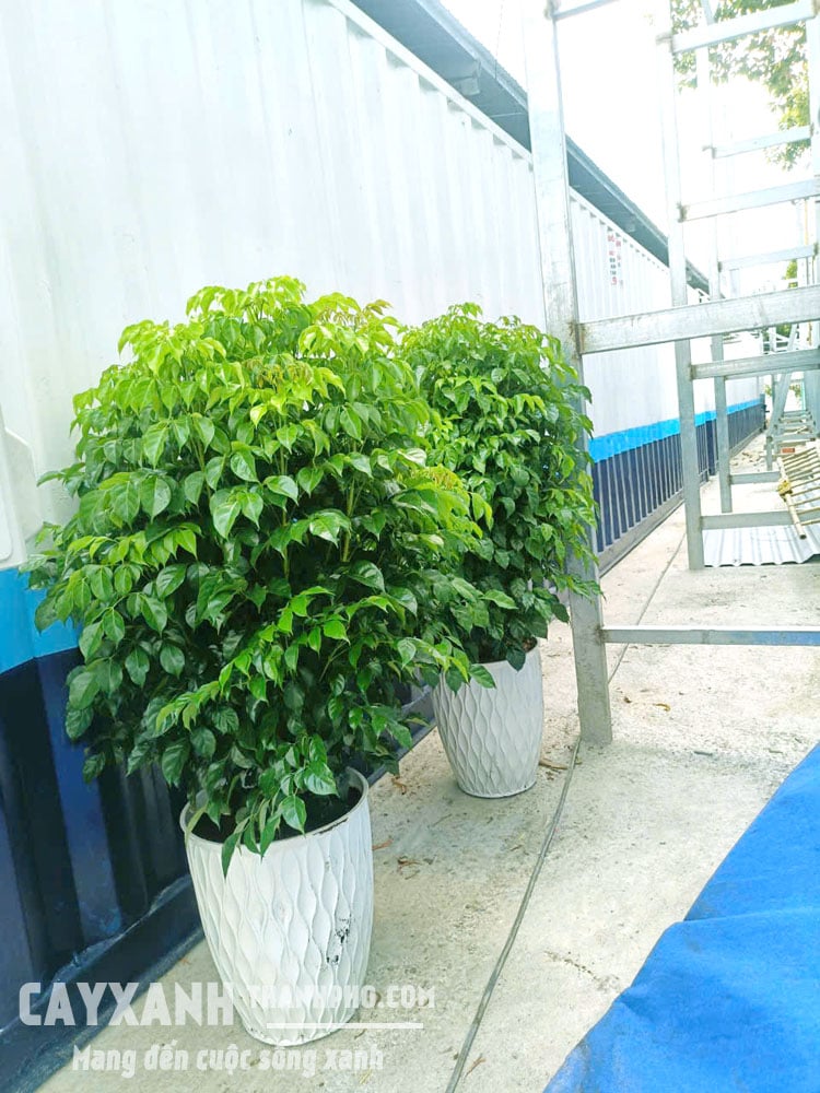 Cây Hạnh Phúc