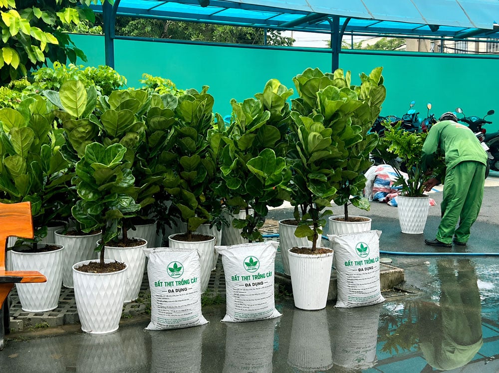 đất trồng trộn sẵn