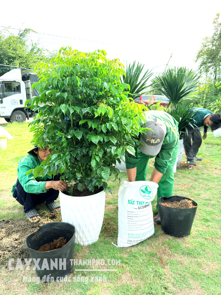 Cây Hạnh Phúc
