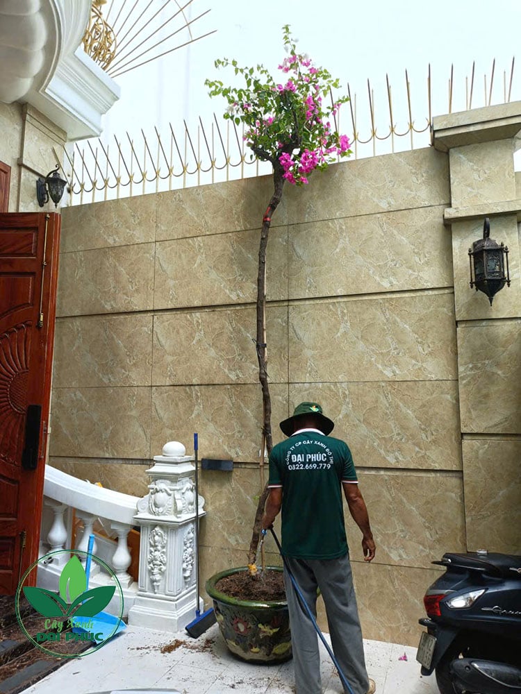 hoa giấy leo kích thước lớn