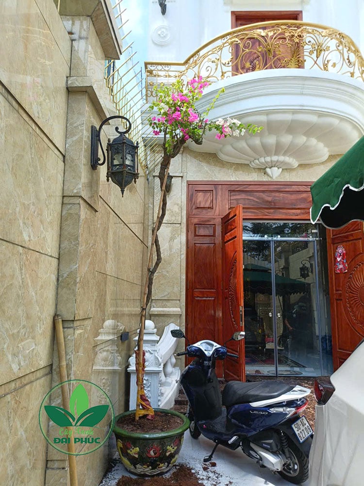 hoa giấy leo kích thước lớn