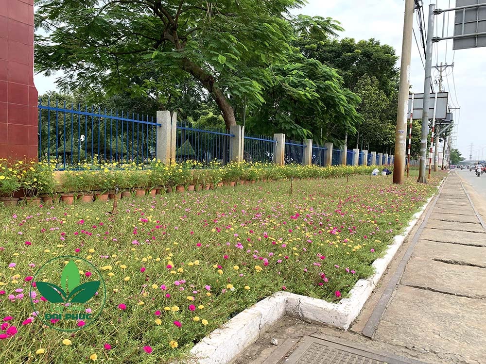 hoa mười giờ