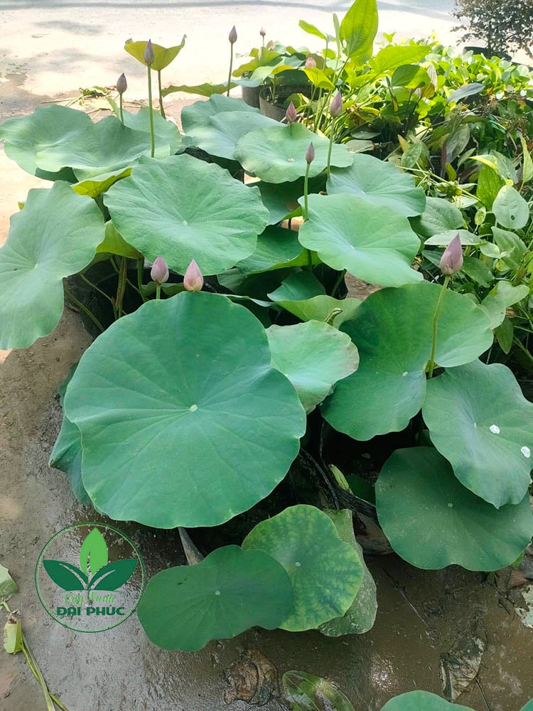 hoa sen