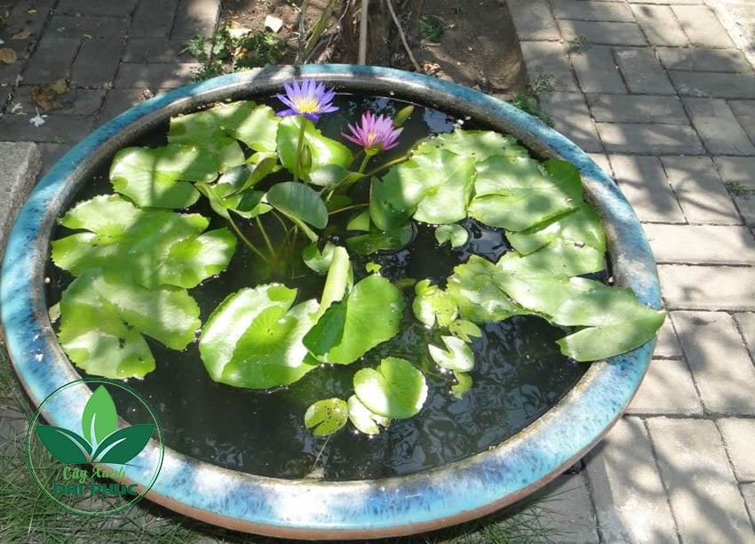 hoa súng