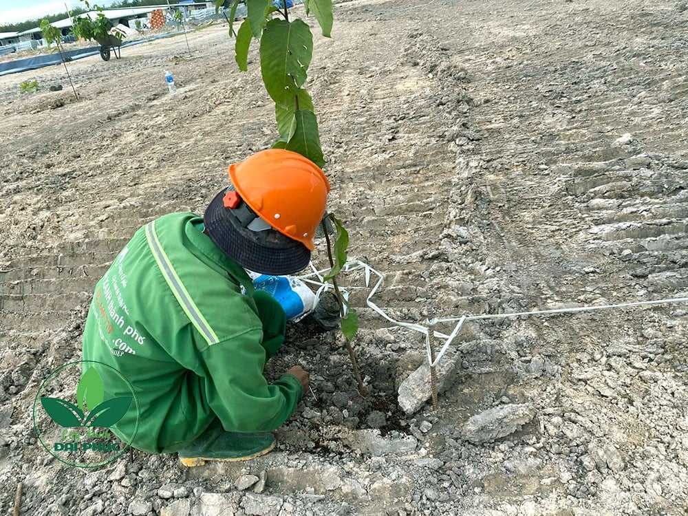 thi công cảnh quan
