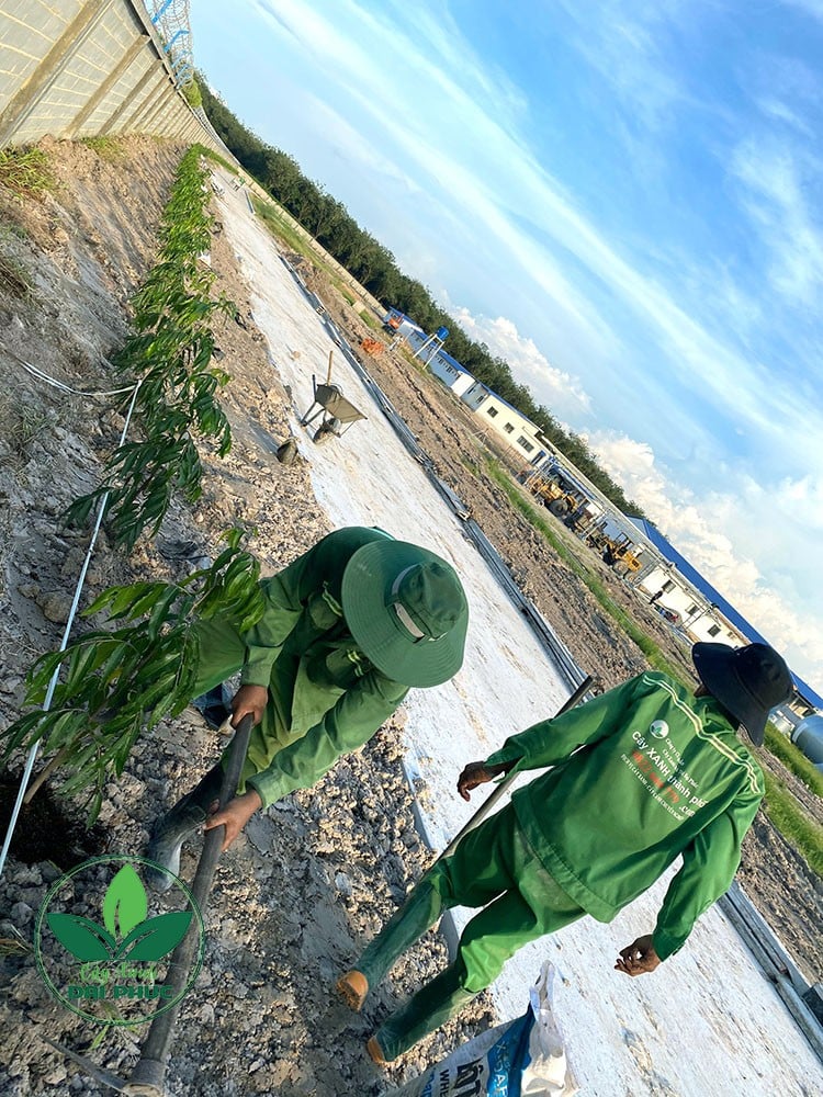 thi công cảnh quan
