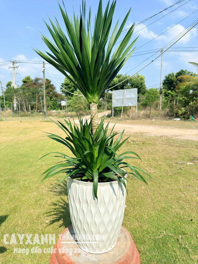 Phát tài núi
