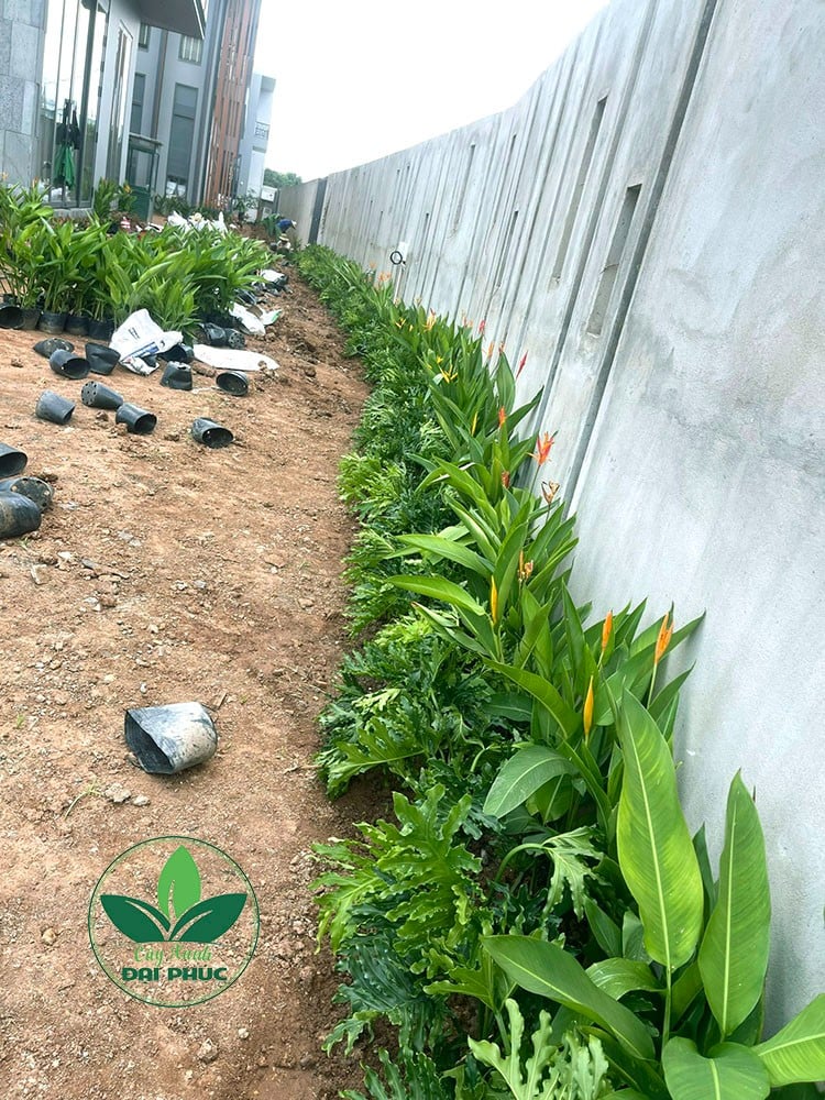 thi công sân vườn