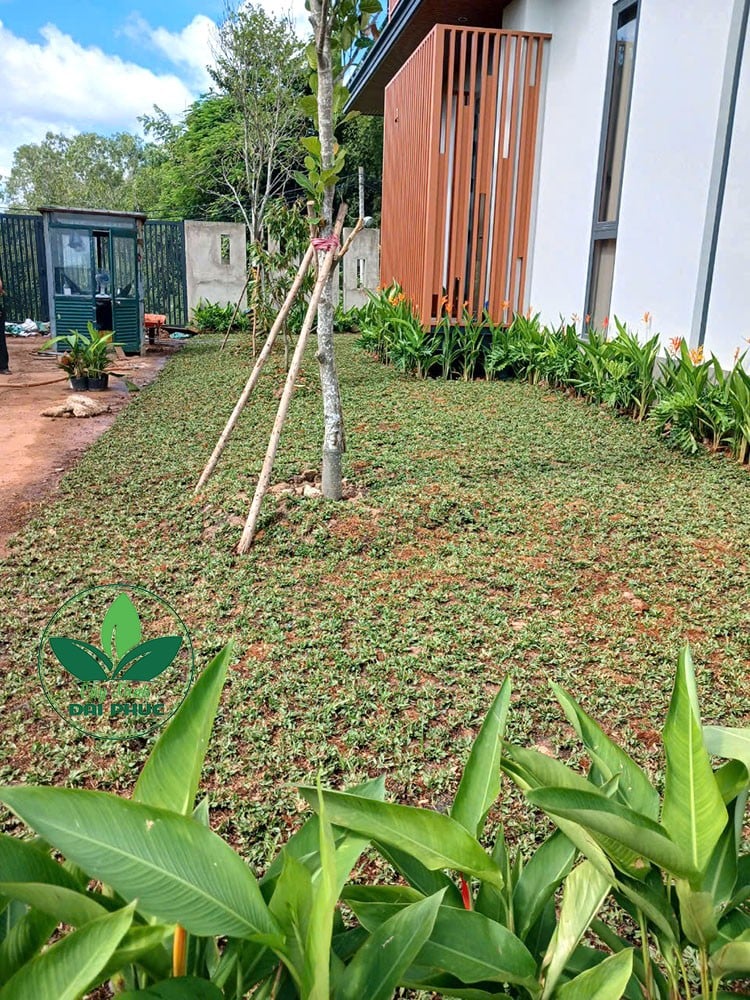 thi công sân vườn