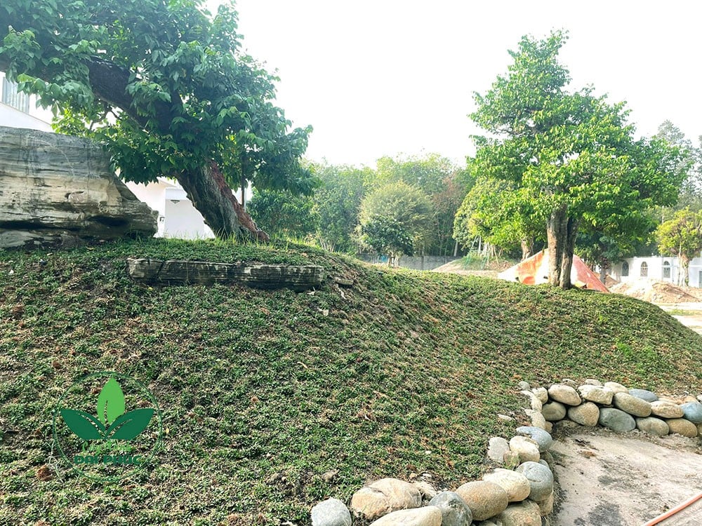thi công sân vườn