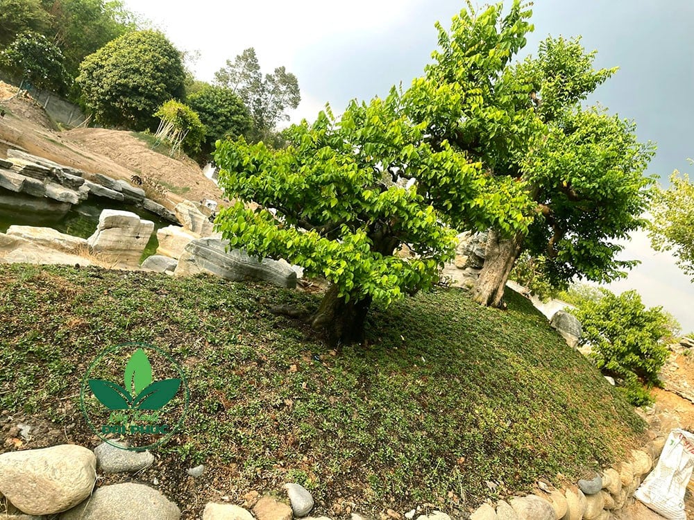 thi công sân vườn